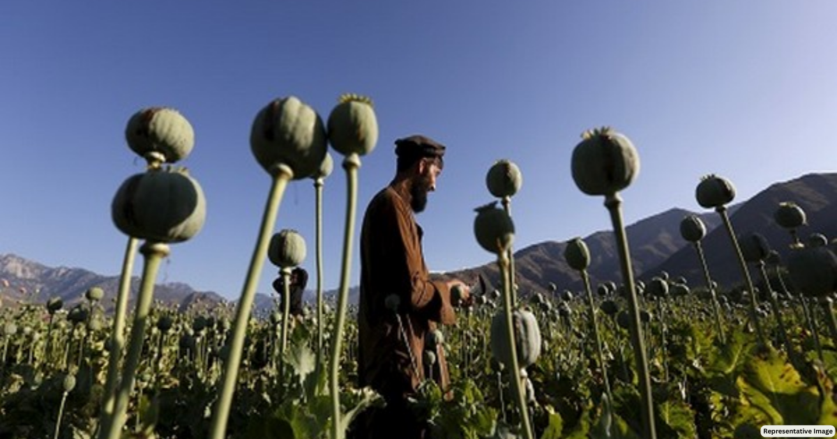 Destroyed 4,000 hectares of poppy fields in Afghanistan, claims Taliban